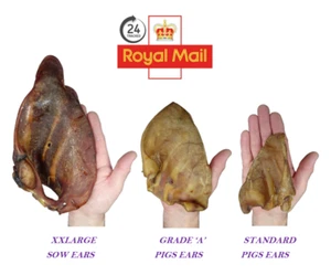 24Hr TRACKED 100% Natural XXLarge Pork Pig Sows Ears Grade 'A' Dog Chew Treat - Picture 1 of 11