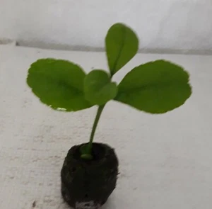 Lemon Tree, Citrus limon " Primofiori femminello, " Plug Plant. - Picture 1 of 2