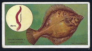 CHURCHMAN - FISH & BAIT - #31 THE FLOUNDER - Bild 1 von 2