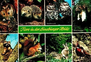 German Postcard Featuring Animals Of The Lüneburger Heide/ Verlag Schönigh & Co - Picture 1 of 3