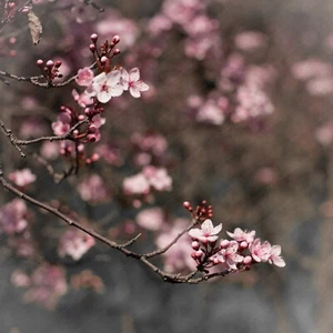 Digital Image Picture Photo Wallpaper: Blooming Tree - Picture 1 of 1