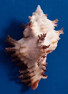 Sea shell Chicoreus banksii f. crocatus 60.1mm, gem, nice white body, perfect - Picture 1 of 6