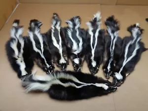 Professionally Prime #1 Tanned striped skunk hide/fur/gag gift/Prank - Picture 1 of 8