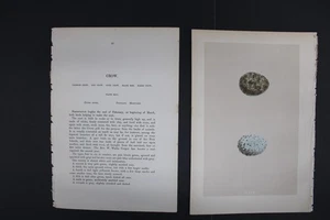 Birds, Nests, Eggs, F.O.Morris, 1875 - Picture 1 of 3