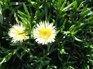 5 x 6'' Ice  Plant,  Yellowish & White, Ground Cover succulents , Fresh Cuttings - Picture 1 of 4