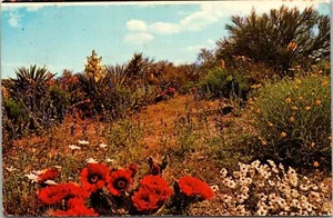 Postkarte Wüstenblumengärten Mesa Arizona Veröffentlicht 1974 - Bild 1 von 2