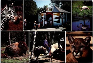 Postcard Ontario Elmvale Jungle Zoo ON Hwy 27 Multi View - Picture 1 of 2