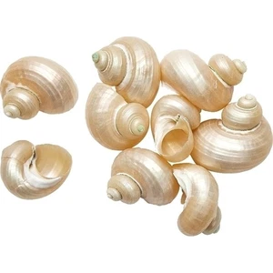 20 Turbo Brunnes conchas marinas perladas decoración de playa artesanías 1,25-1,75" (juego de 20) - Imagen 1 de 1