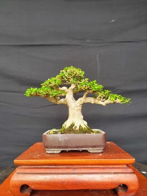 Árbol bonsai vivo Premna Microphylla - tamaño pequeño Foto 1 de 2