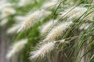 25 DWARF FOUNTAIN GRASS Pennisetum Alopecuroides Hardy White Ornamental Seeds - Picture 1 of 13