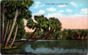 Postal RIVER SCENE en Florida FL lino sin usar - Imagen 1 de 2