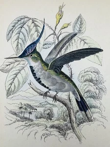 Vintage Hand Painted Color Lizars SC Humming Bird Print See Photos - Picture 1 of 5