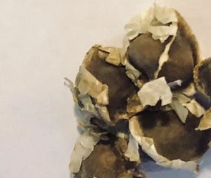 Moringa Oleifera Seed Whole - Picture 1 of 1