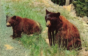 Postcard American Black Bears at Yosemite Region United States - Picture 1 of 2