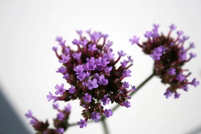 Verbena bonariensis  mellifera 300kg/ha - Immagine 1 di 4