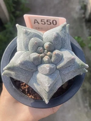 10.3CM Astrophytum myriostygma 'Kikko' SeedGrowth suculentsplants WYSIWYG#550 - Image 1 of 4