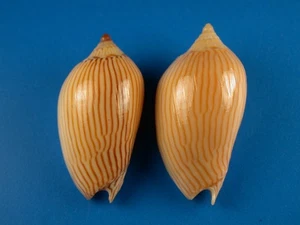 Cebra Voluta (Amoria), par, gran patrón de rayas, 41-43 mm, Australia ShellG4122 - Imagen 1 de 2