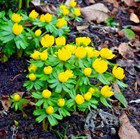50 💫 Winter Aconite Bulbs Corms 💫  Eranthis Hyemalis spring flowering plants 
