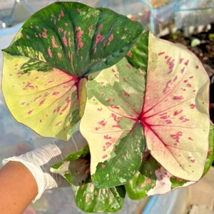 Caladium Rattanarungrot 1 Bombilla Oreja de Elefante Corazón de Jesús Alas de Ángel Tailandia - Imagen 1 de 6