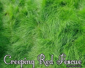 Semilla de hierba Fescue roja arrastrada boreal (Festuca rubra) 10 libras.  - Imagen 1 de 2