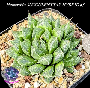 #5 Haworthia SUCCULENTTAZ HYBRID unique mature succulent plant Gasteria Aloe fam - Picture 1 of 5