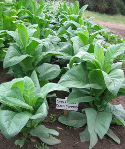1000 Black Mammoth Tobacco Seeds ~ Heirloom Nicotiana Tabacum ~ Pipe and Snuff - Picture 1 of 5