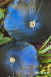 Grüner Patisson *GAGAT* 10 Samen *Ertragreich & Schön *Squash Pattypan seeds - Bild 1 von 2
