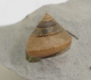Schnecke, Semisolarium moniliferum, Kreide, Alb, Troyes, Frankreich -c441 - Picture 1 of 6
