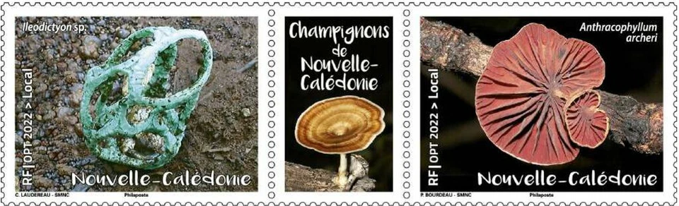 caledonia 2022 caledonie mushroom champignon PILZE FUNGI Ileodictyon 2v +label  - Image 1 of 1