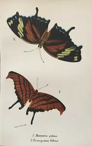 Antique Butterflies Print Engraving 1896 Insects Marpesia Peleus Butterfly Art - Picture 1 of 4