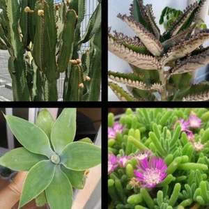 100 Semillas, Delosperma, Agave, Euphorbia Y Kalanchoe - Imagen 1 de 1