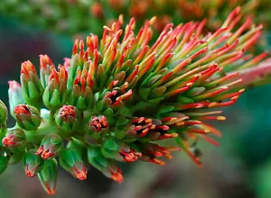 Acrocarpus Fraxinifolius Tree 20 Seeds, Pink Cedar Erosion Control Fodder - Picture 1 of 6