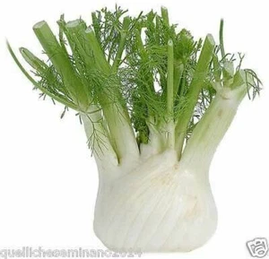 300 SAMEN ROMANISCHER FENCHEL - AUSGEWÄHLTE SAMEN - GEMÜSE  - Bild 1 von 1