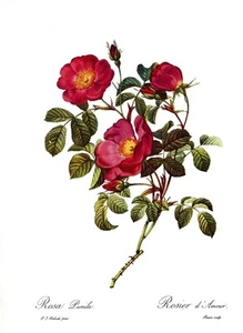 Botanical Print, Redoute Roses, Rosa Pumila. 1978 reproduction print - Picture 1 of 1