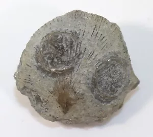 Edrioasteroidea, Isorophus cincinnatiensis, Ordovizium, Cinncinnati, Ohio -k192 - Picture 1 of 5