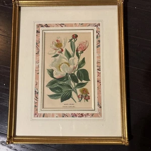 Antiker Original Druck 1896-1897 - weiße Pfingstrose Step & Watson gerahmt - Bild 1 von 5