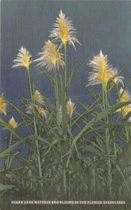 Postcard FL: Sugar Cane Blooming, Florida Everglades, Vintage Linen 1940's - Picture 1 of 2