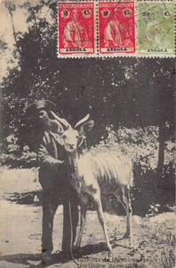 Angola - MOÇÂMEDES - Un antílope domesticado - Publ. Julio Rogado Leotao Lda - Imagen 1 de 2