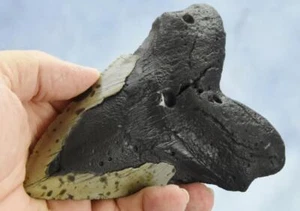 Megalodon Shark Teeth XLG Real FOSSIL 5 - 24 million year old 140mm 5.5" 654dd - Picture 1 of 13