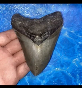 MEGALODON DIENTE DE TIBURÓN 4,44” DIENTES ENORMES MEG BUZO FÓSIL DIRECTO NC 3222🦈🌊 - Imagen 1 de 8