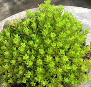 Cold Hardy SEDUM Gold Carpet 50 Stem Live Plant Stonecrop Ground Cover - Picture 1 of 3