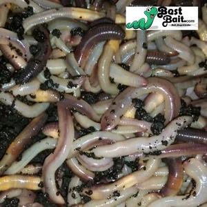 Canadian Nightcrawlers Free Priority Shipping, Live Arrival Guarantee - Picture 1 of 4
