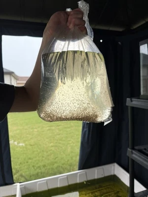 8000+ Live Daphnia (free 2 Day Shipping) Buy 2 Get 1 Free - Image 1 of 4