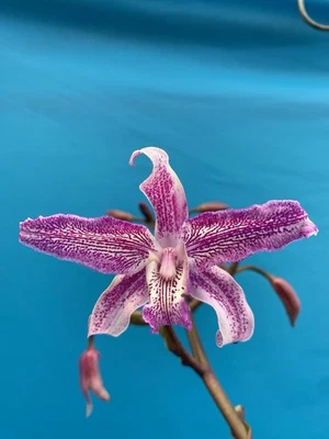 Cattleya Odette’s Flare ‘Spots’ X Laelia lyonsii BS Orchid Hybrid 4.5” Pot - Image 1 of 4