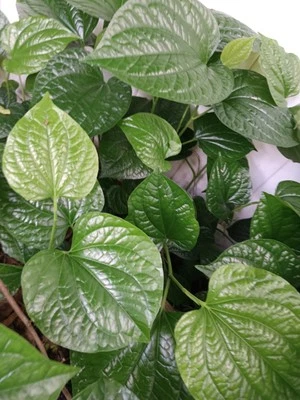 Large Piper Sarmentosum Plant Live - ROOTED- (Lolot/WILD PEPPER/Wild Betel Leaf) - Image 1 of 2