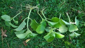 Cuban oregano with roots 15 count PLUS 7  FREE (plants size vary, check first) - Picture 1 of 12