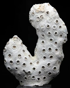 KORALLENFOSSIL Specimen Fossilized Natural Ocean Sea Life Sample MARYLAND USA - Bild 1 von 4