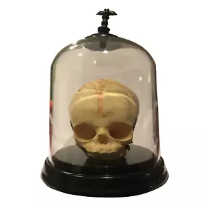 Esemplare cranio fetale bambino umano feto oggetto di scena di Halloween horror americano stranezza raro - Foto 1 di 4