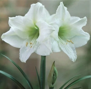 "DENVER AMARYLLIS" Large Flower Bulb White Flowers, Please Check Our Store - Picture 1 of 12