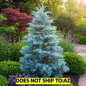 Blue Ice Arizona Cypress 1gal Pot, 2-3ft Outdoor Evergreen Tree Great For Garden - Picture 1 of 5